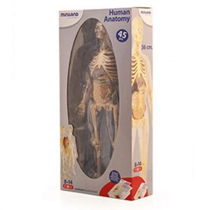 HUMAN ANATOMY