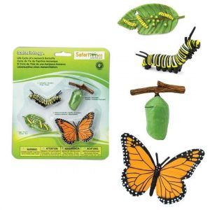 CICLO DE VIDA MARIPOSA