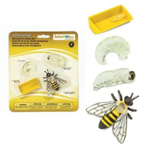 CICLO DE VIDA ABEJA