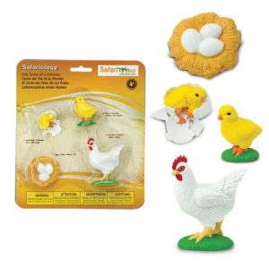 CICLO DE VIDA POLLO