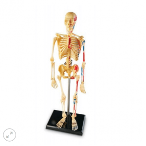 ESQUELETO 23 CM